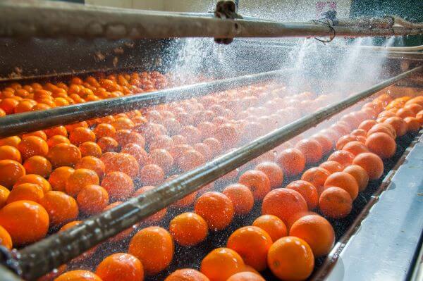 Oranges being sprayed down on the processing line 